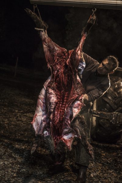 photographie du dépeçage d'un sanglier par un chasseur. Le corps du sanglier occupe tout l'espace, l'homme apparaît sur le côté droit