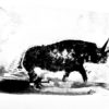 image qui représente la silouette d'un rhinocéros peint à l'encre par Jacques Cauda