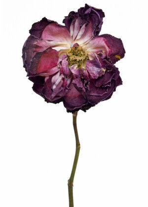 Rose Alphonse Lavallée