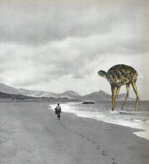 Tortue Échassière