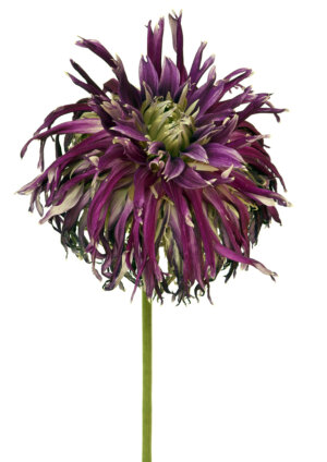 Dahlia Kenora Macob