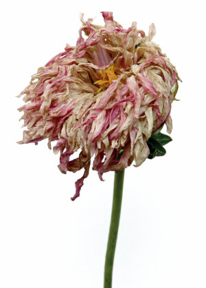 Dahlia pink skin